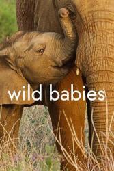 野生动物宝宝 第一季海报
